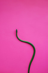 photo study of a snake. Masticophis flagellum. green snake