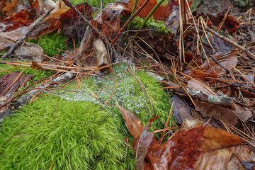  Spiderweb with raindrops on moss on the forest ground