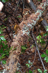 Turkeytail lichen on tree stump in the forest