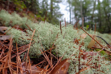 Cladonia moss-like lichen close-up