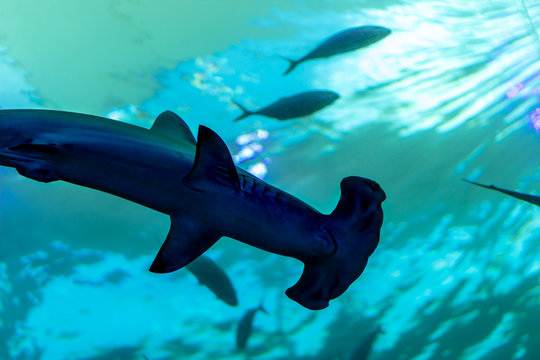 hammerhead swimming