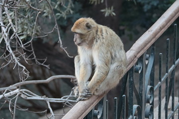 marocco macaque