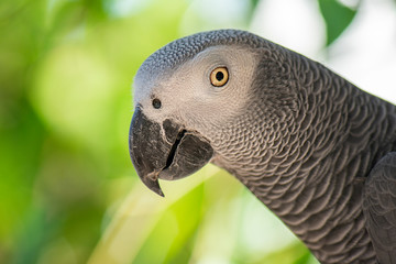 African Grey Parrot