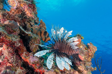 Naklejka na ściany i meble Lionfish (Grand Cayman BWI)