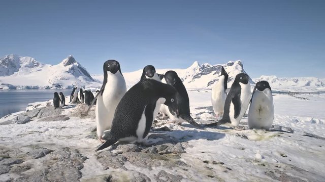 Antarctic Adelie Penguin Colony Snow Rock Closeup. Antarctica Ocean Bird Group Walking Beautiful Arctic Nature Landscape Glacier Background. Peninsula Beach Exploration Static Shot Footage in 4K (UHD)