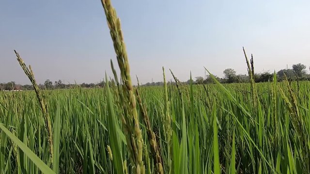 Rice Plantation Field in Countryside of Lao PDR.