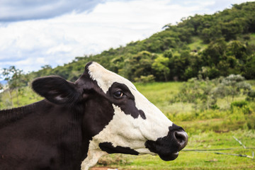 Milk cow resting on a tree in the pasture.