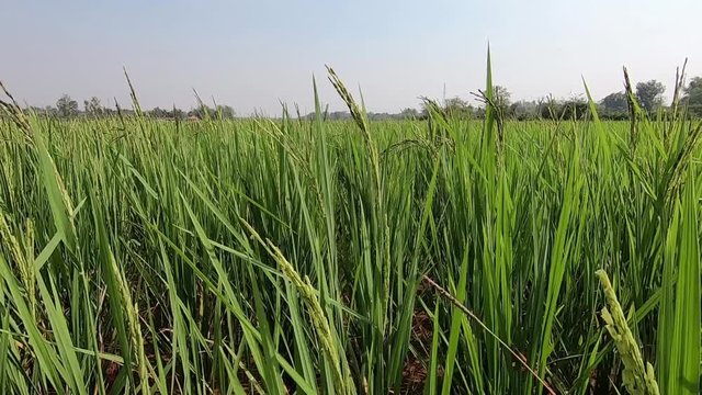 Rice Plantation Field in Countryside of Lao PDR.
