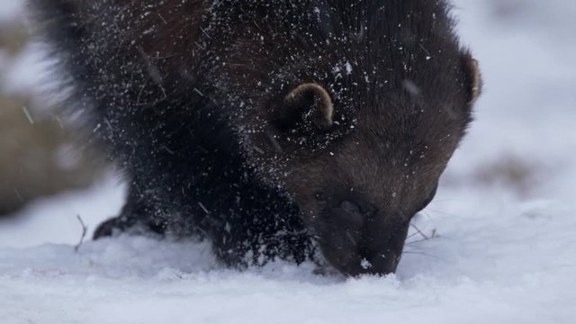 Wolverine (Gulo gulo) foraging for food in snow