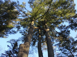 Fototapeta premium arbre