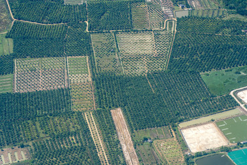 Palm plantations in Thailand, a view from airplane window. Nature background