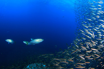 Fototapeta na wymiar Sardines and tuna fish 