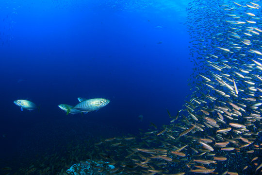 Sardines and tuna fish 