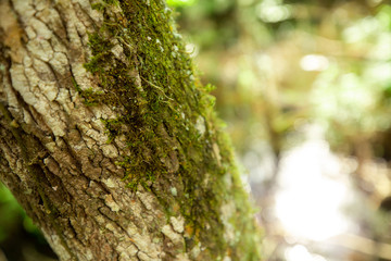 A Walk through the Jungle