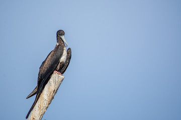A male magnificent frigatebird watches while sitting on a piling above the fish market in Anconcito, Ecuador.