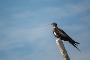 Magnificent frigatebird perched  high above a marina in Anconcito, Ecuador