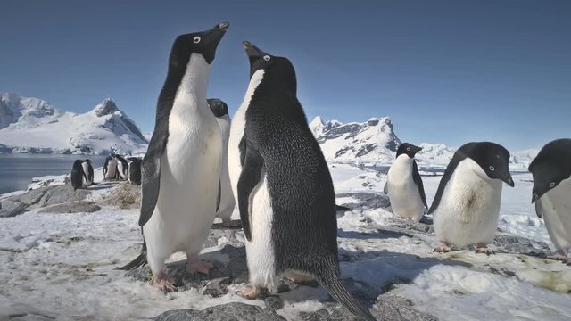Antarctic Adelie Penguin Colony Play Closeup. Antarctica Ocean Bird Group Beautiful Mating Games Behavior Arctic Nature Landscape Mountain Background. Peninsula Beach Exploration Footage in 4K (UHD)