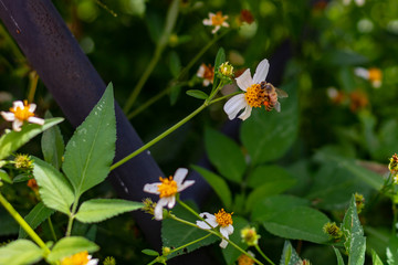 bee pollination 