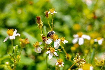 bee pollination 