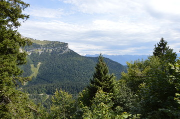 Chartreuse-5