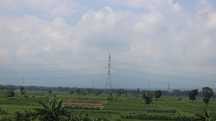 Paddy farm Rice agriculture growth plant rural countryside  in Indonesia