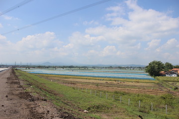 Fototapeta na wymiar Paddy farm Rice agriculture growth plant rural countryside in Indonesia