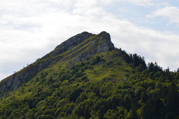 Chartreuse-12