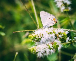 butterfly on flower