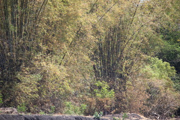  bamboo forest in the city of probolinggo, Indonesia