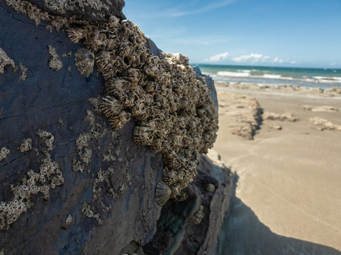rock and sea
