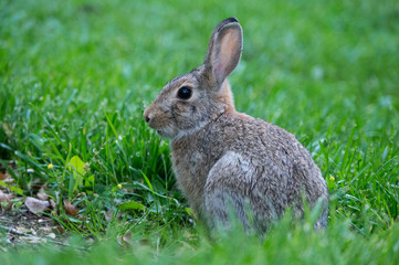 Young Rabbit Sitting in the Grass
