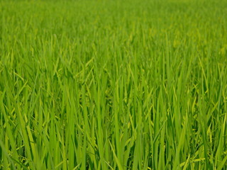 Selective focus of refreshing green paddy field, fresh rice tree leaves, under bright afternoon sunlight of a summer time in the North of Thailand
