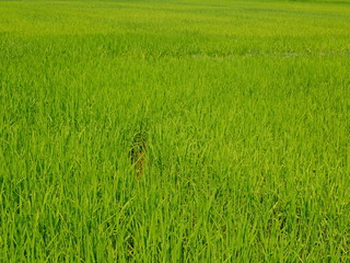 Selective focus of refreshing green paddy field, fresh rice tree leaves, under bright afternoon sunlight of a summer time in the North of Thailand