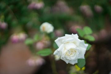white rose flower 