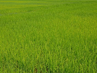 Selective focus of refreshing green paddy field, fresh rice tree leaves, under bright afternoon sunlight of a summer time in the North of Thailand