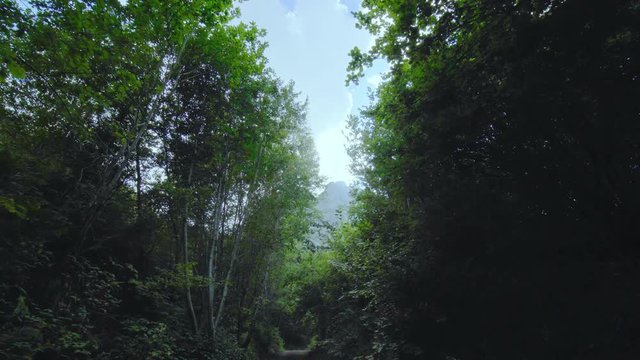 walking toward the mountin top through the branches of the trees
