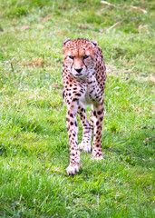A North African cheetah (also called a northeast African cheetah, Acinonyx jubatus soemmeringii) walking in a grassy field.