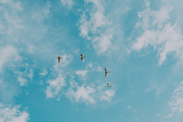 birds flying to the blue sky / aves voando ao céu azul 