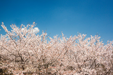 桜と青空