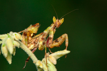 Image of mantis standing on green leaf on nature background. Insect. Animal.