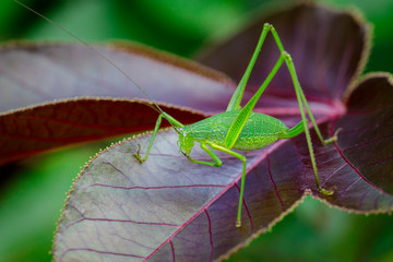 Image of family Tettigoniidae(Mirollia hexapinna) are commonly called katydids or bush-crickets on leaves. Insect. Animal