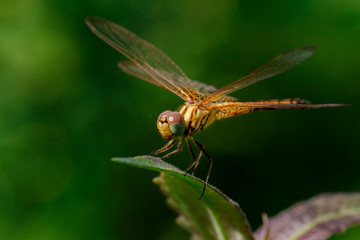 Image of crimson dropwing dragonfly(female)/Trithemis aurora on nature background. Insect. Animal