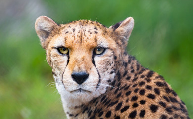 A North African cheetah (also called a northeast African cheetah, Acinonyx jubatus soemmeringii) staring directly at the camera.