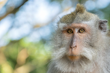 Monkey family in forest, Ubud, island Bali, Indonesia. Close up