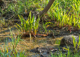 Hues of Grass