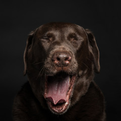 Cute chocolate lab yawning