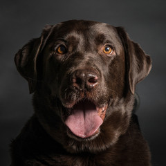 Adorable Chocolate Lab