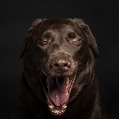 labrador in front of black background yawning