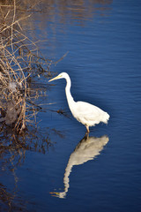 静かな夕方の川を歩くダイサギ