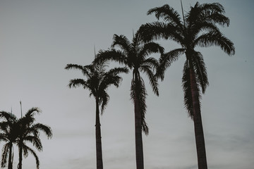 palm tree silhouette / silhueta de palmeira